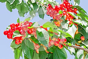 Rainiers white cheries berries on branches