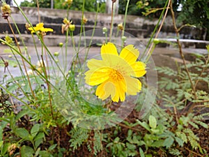 Yellow flower