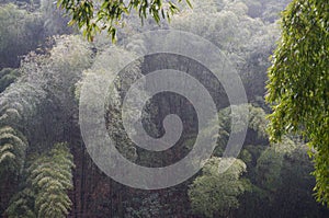 Raining on the bamboo forest