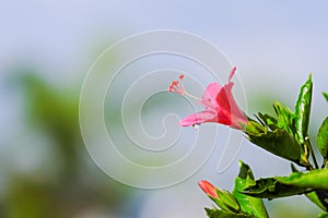 After raining, beautiful pink flower can be called hibiscus rosa, china rose, gudhal or chaba flower and water drop