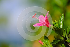 After raining, Close up beautiful pink flower can be called hibiscus rosa, china rose, gudhal or chaba flower and water drop on bl