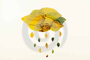 Raining cloud made from yellow and green collection of fallen leaves