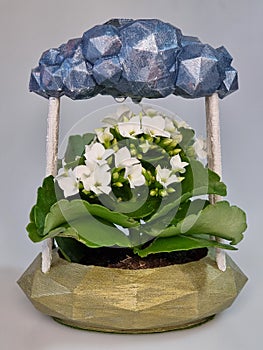Raining cloud with pot and natural plant with white flowers
