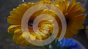 Raining on gerbera flower, slow motion