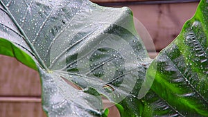 Raining on giant black stem alocasia leaves