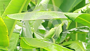 Raining on green banana leaves in the rainy season