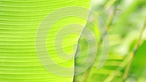 Raining on green banana leaves in the rainy season