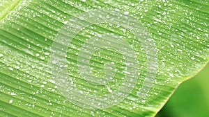 Raining on green banana leaves in the rainy season