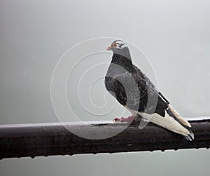 Raining on a Pigeon.