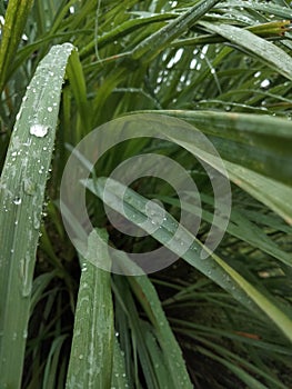 raining plants in the morning