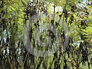 raining plants in the morning