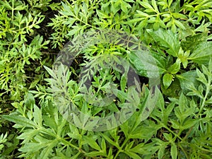 raining plants in the morning