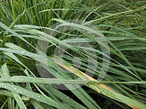 raining plants in the morning