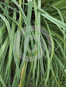 raining plants in the morning