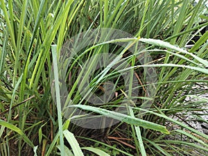 raining plants in the morning