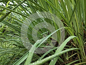 raining plants in the morning
