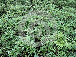 raining plants in the morning