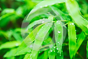 Raining season. rain drops at green leaf of bamboo