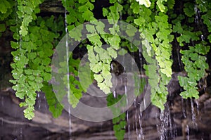 Raining thought the green leaves in a Australia rain forest.