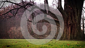 Raining weather, Mystic tree and green grass