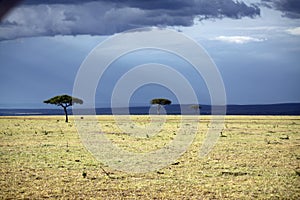 Rains are coming in Masai Mara