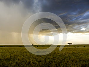 Rainstorm in the Masai Mara