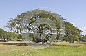 This Raintree blown over during cyclone Tracy.