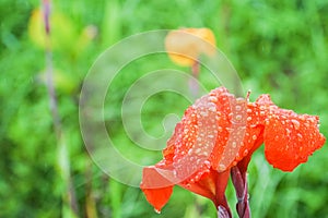 Rainwater drops on orange Canna Lilly in the park