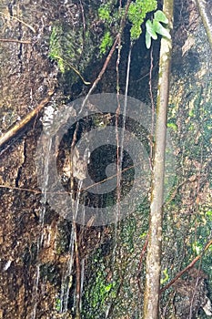 Rainwater flow on tree trunks