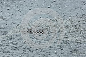 Rainwater Flowing into Storm drain