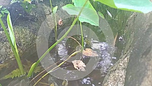 Rainwater Flows In Water Channels With Taro Plants