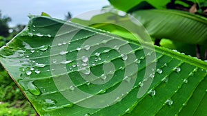 Rainwater perched on a green banana leaf