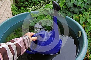 A woman fetches rainwater from a rain barrel with a watering can photo