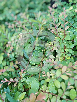 Rainwater that refreshes the leaves