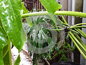 rainwater wets the plants