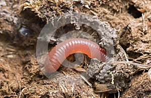 Rainworm in cow dung