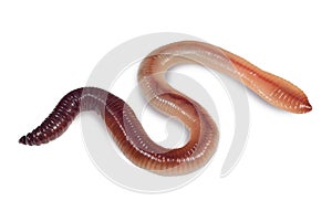 Wet earthworm isolated on white background