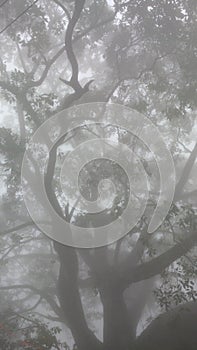 Rainy atmosphere foggy scene with tree