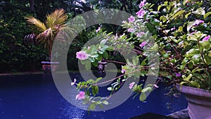 Rainy Atmosphere Rain Drops On Catharanthus Roseus Ornamental Plants By The Blue Water Surface Of Garden Swimming Pool