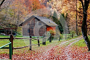 Rainy autumn day with beautiful forest colors