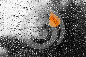 Rainy autumn day. The window is all in drops. Orange leaf on a wet window