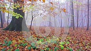 Rainy Autumn Forest in Siebengebirge Germany