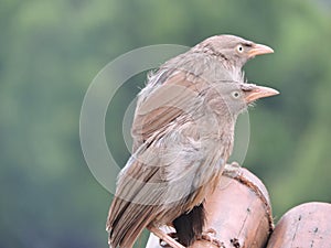 Rainy birds