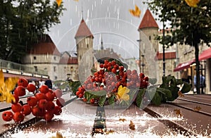 Rainy city rowan berry on wooden bench under rain drops rainy day Autum city weather forecast in Tallinn old town