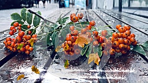 rainy city yellow leaves  rowan berry on wooden bench under rain drops rainy day Autum city weather forecast in Tallinn old town