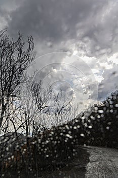 Rainy cloudy weather, storm through the window, road and tree silhouette, moody background