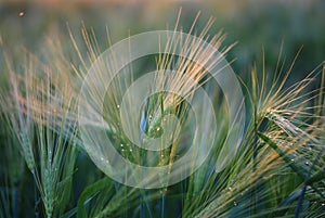 Rainy crops in sunset