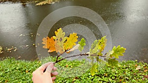 Rainy day in autumn park. POV holding branch with oak tree fall leaves against rain splashes on surface of lake. October