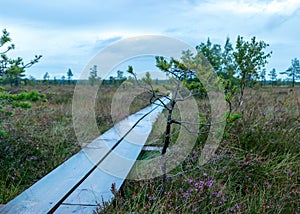 Rainy day, rainy background, traditional bog landscape, wet wooden footbridge, swamp grass and moss, small bog pines during rain,