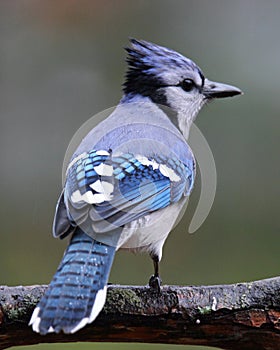 Rainy Day Blue Jay